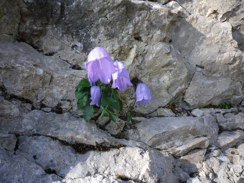 Una campanula nella roccia - Campanula cfr. cochleariifolia